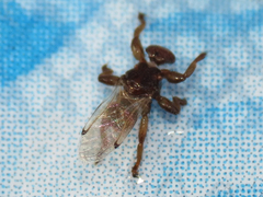 Lipoptena depressa
