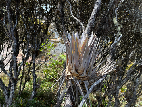 Tillandsia turneri, photograph 6