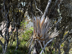 Tillandsia turneri, photograph topeuna, CC BY, iNaturalist via GBIF
