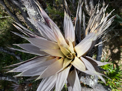 topeuna, CC BY, iNaturalist via GBIF Tillandsia turneri, photograph topeuna, CC BY, iNaturalist via GBIF