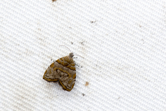 Choreutis periploca