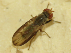 Trixoscelis signifera