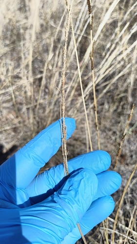 Slender Rat's Tail Grass