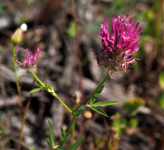 Trifolium purpureum
