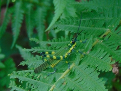 Chromacris psittacus pacificus