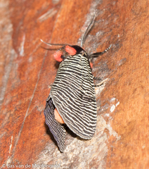 Graphelysia strigillata