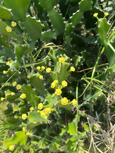 Euphorbia lactea, 2026-04-28