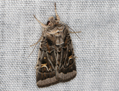 Proteuxoa oxygona