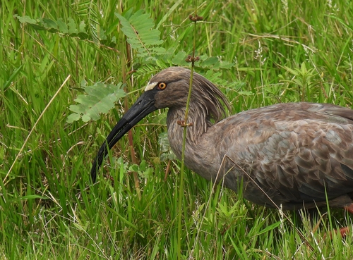 Plumbeous Ibis