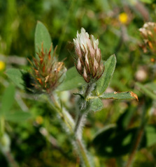 Trifolium palaestinum