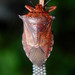 Giant Strong-nosed Stink Bug - Photo (c) G. L. Dearman, some rights reserved (CC BY-NC), uploaded by G. L. Dearman