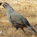 Catalina California Quail - Photo (c) C. Mallory, some rights reserved (CC BY-NC), uploaded by C. Mallory