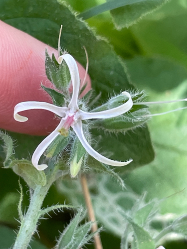 Symphytum creticum (Symphytum creticum)