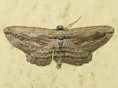 Pterotaea