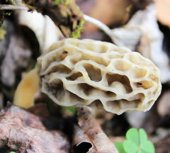 Morchella sceptriformis