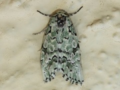 Bryolymnia viridata
