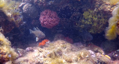 Vincentia conspersa