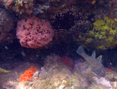 Vincentia conspersa