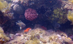 Vincentia conspersa