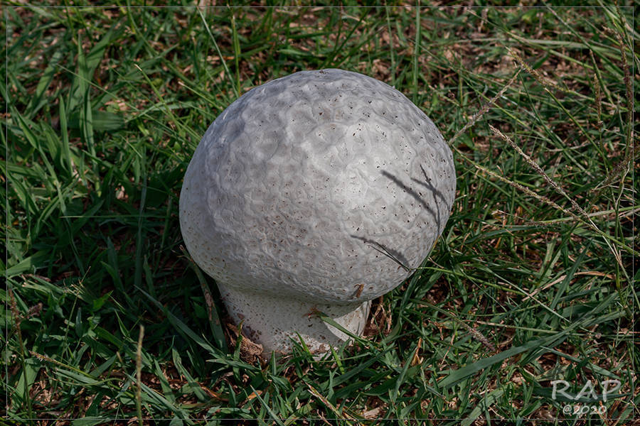 Calvatia cyathiformis · January 2020 · photo: © r-a-p (iNaturalist, cc-by)