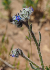 Anchusa aggregata