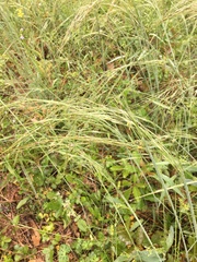 Nassella leucotricha