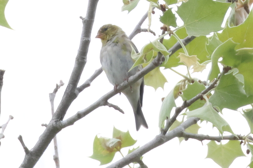 American Goldfinch