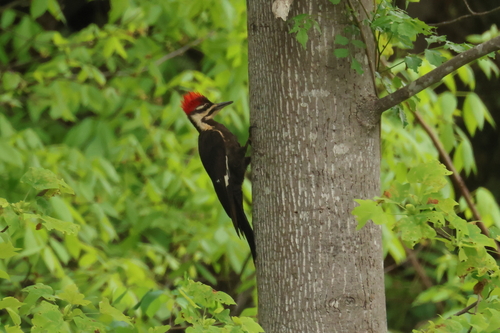 Pileated Woodpecker