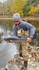 Salmo salar
