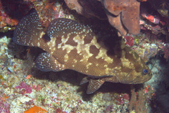 Epinephelus polyphekadion