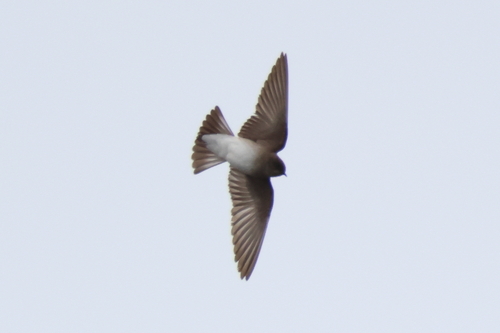 Northern Rough-winged Swallow