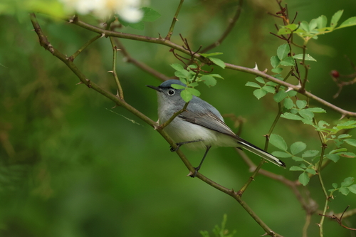 Blue-gray Gnatcatcher