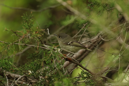 Ruby-crowned Kinglet