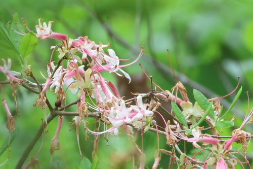 Pinxter Flower