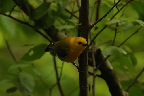 Prothonotary Warbler
