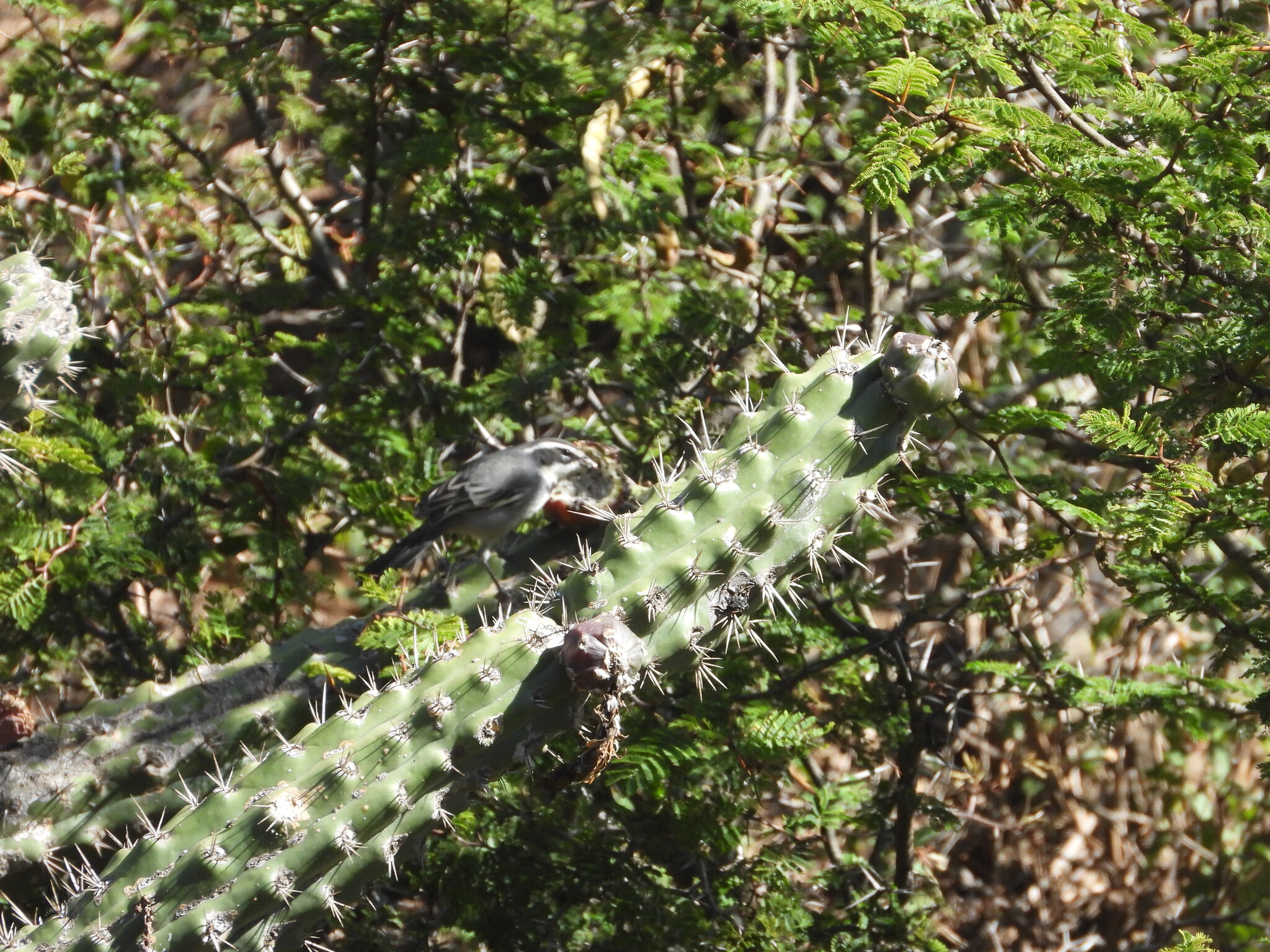 Ringed Warbling Finch (Microspingus torquatus), photo 4