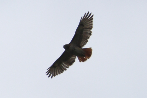 Rotschwanzbussard