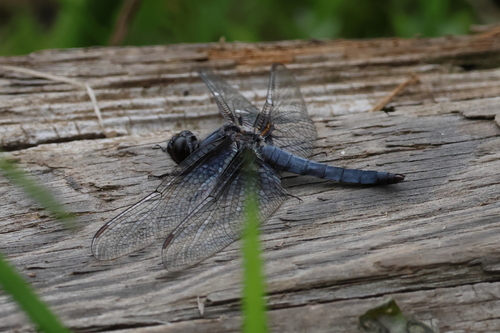 Blue Corporal