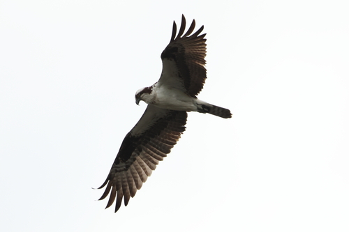 Osprey