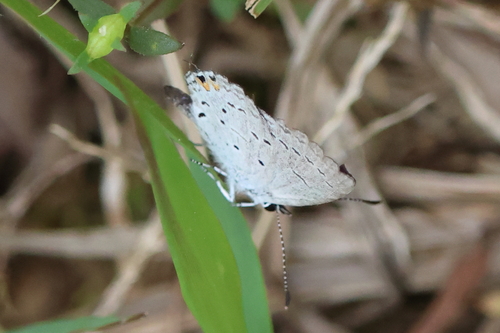 Eastern Tailed-Blue