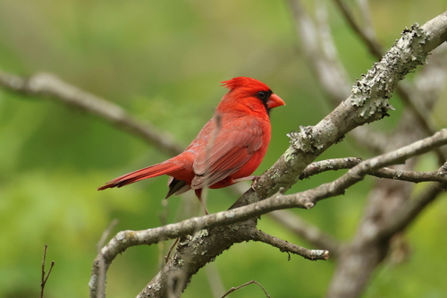 Northern Cardinal