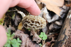 Morchella sceptriformis
