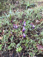 Collinsia sparsiflora