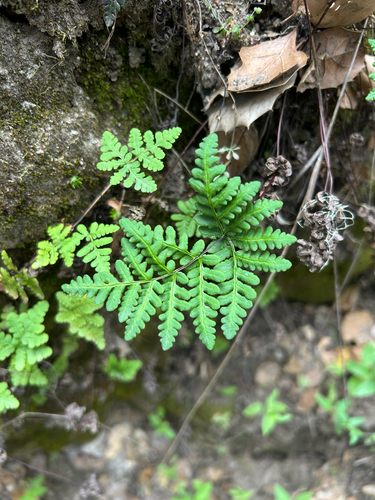 iNaturalist observation photo of goldback fern