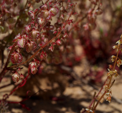 Rumex pictus