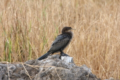 Microcarbo africanus