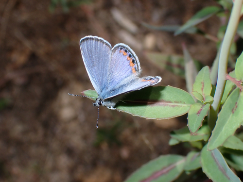 iNaturalist observation photo of Acmon Blue