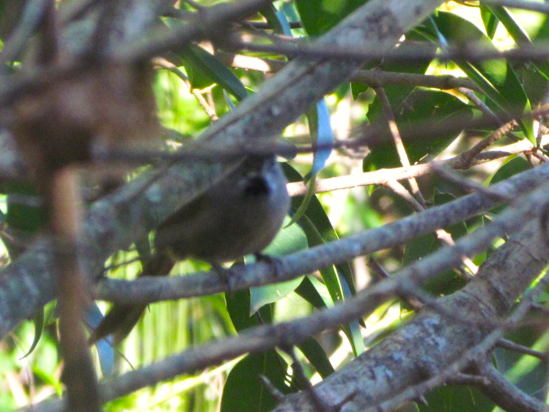 Sooty-fronted Spinetail (Synallaxis frontalis), photo 4