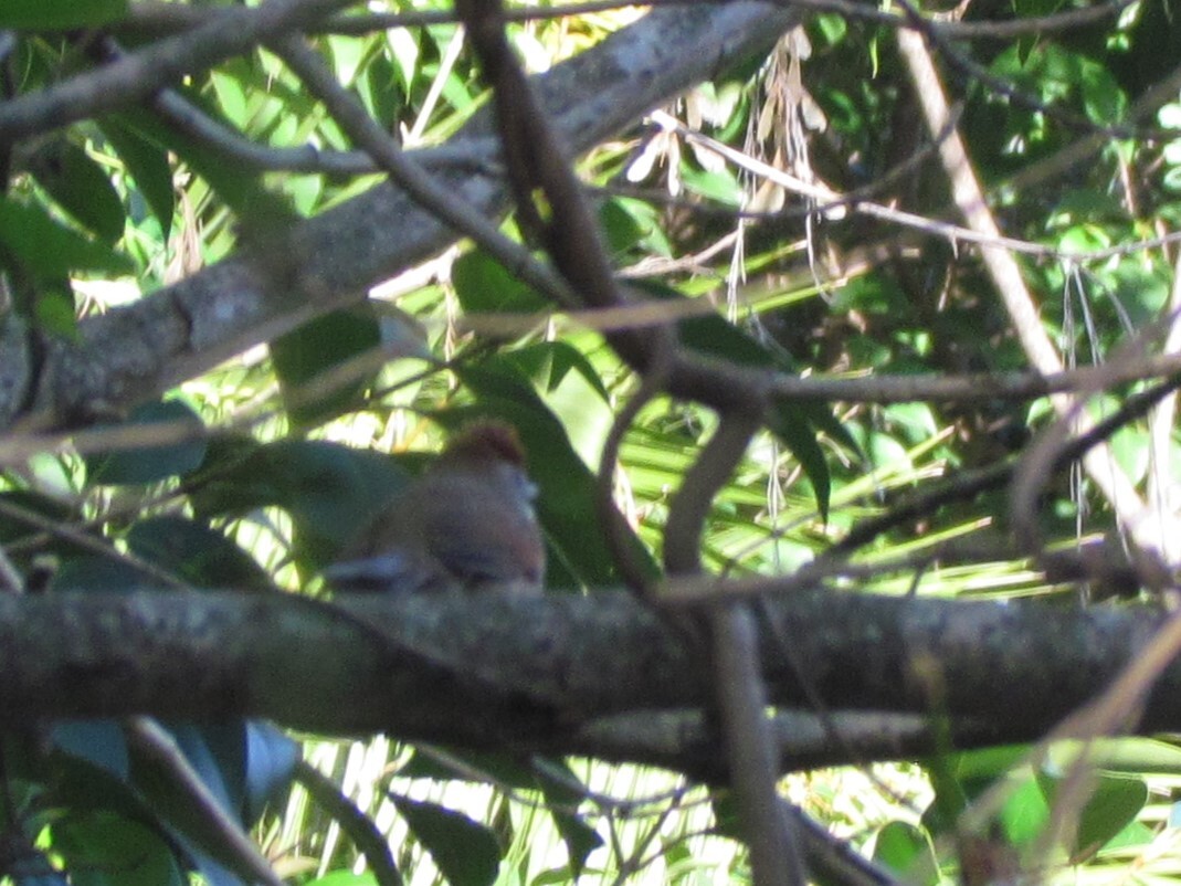 Sooty-fronted Spinetail (Synallaxis frontalis), photo 5
