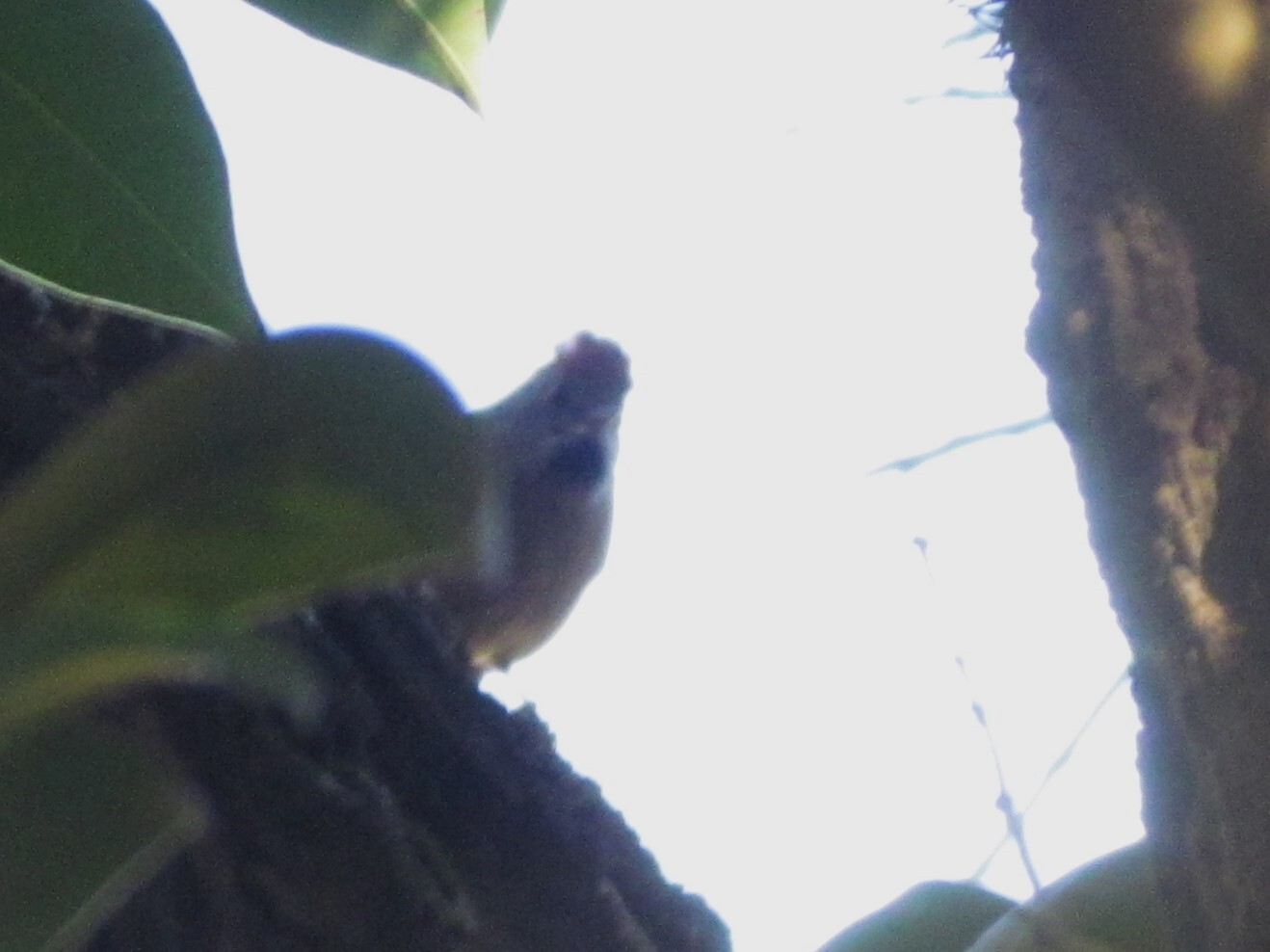 Sooty-fronted Spinetail (Synallaxis frontalis), photo 6